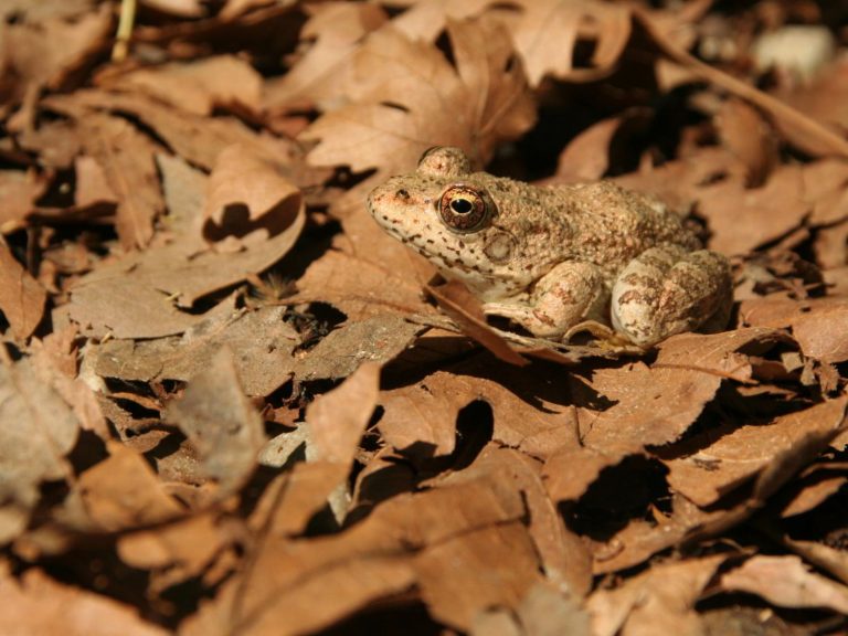 Cyprus Water Frog sitting among dead leaves, Cyprus