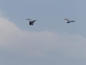 two Dalmatian Pelicans flying, Bulgaria