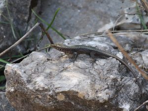Greek Rock Lizard sitting on a rock, the Peloponnese