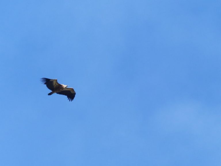 Griffon Vulture soaring through blue sky, Andalucia