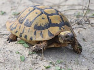 Hermann's Tortoise walking over sand, the Peloponnese