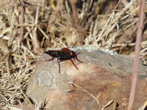 Hornet Robberfly sitting on a rock, Andalucia