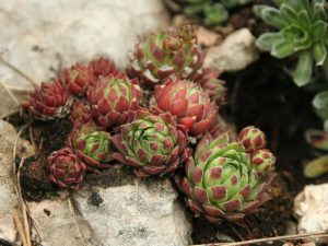 Jovibarba hirta growing on rocks, Slovakia