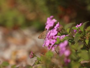 Mediterranean Skipper feeding on pink flowers, Crete