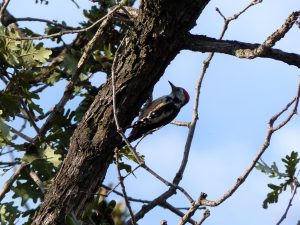 Middle Spotted Woodpecker climbing up a tree trunk, Bulgaria