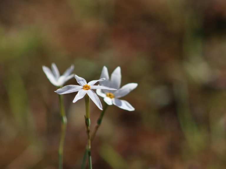 Narcissus serotinus flowers in Mallorca