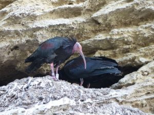 two Northern Bald Ibises on a cliff ledge, Andalucia