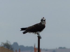 Osprey sitting on a metal post, Andalucia
