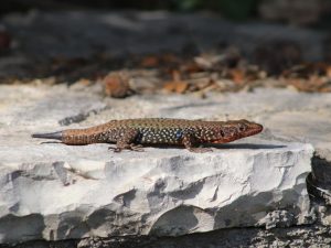 Peloponnese Wall Lizard sitting on pale rock, the Peloponnese