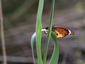 underside of Plain Tiger sitting on grass, the Peloponnese