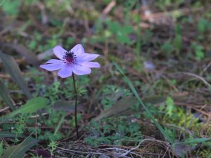 Poppy Anemone flower, the Peloponnese