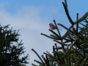 Rock Bunting sitting in a tree, Andalucia