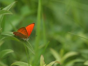 Scarce Copper sitting on a leaf, Czech Republic