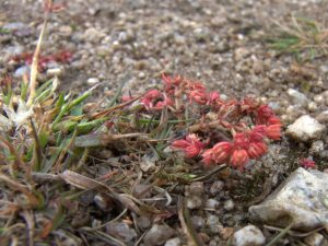 Scilly Pigmyweed growing low to the ground in St Mary's