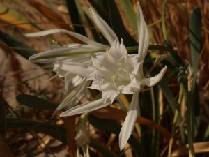 Sea Daffodil flowers, Crete