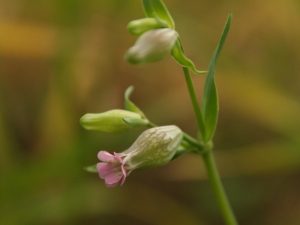 Silene behen flower, Cyprus