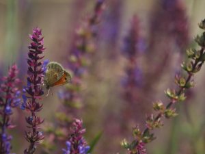 Small Heath on purple flowers, Austria