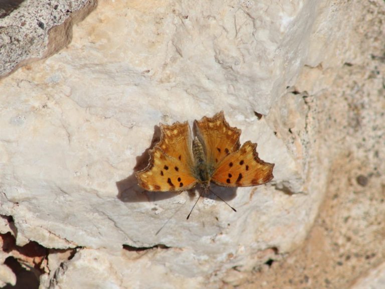 Southern Comma basking on a pale rock in the Peloponnese