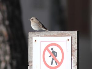 Spotted Flycatcher sitting on a sign, Mallorca