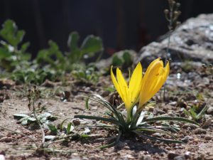 Sternbergia lutea flowers in the Peloponnese