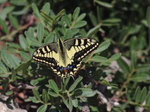 Swallowtail sitting on a leaf, Mallorca