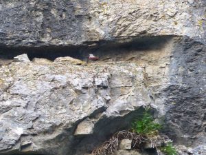 Wallcreeper- on a rock face in Bulgaria