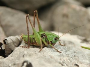 Wart-biter on pale rock in Slovakia