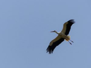 White Stork flying in a blue sky, Andalucia