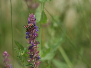 Zygaena carniolica on purple flower spike in Austria