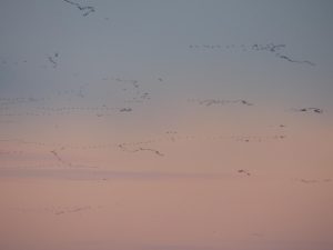 geese flying in dawn skies, Bulgaria