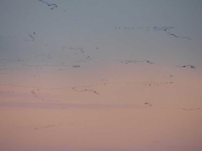 geese flying in dawn skies, Bulgaria