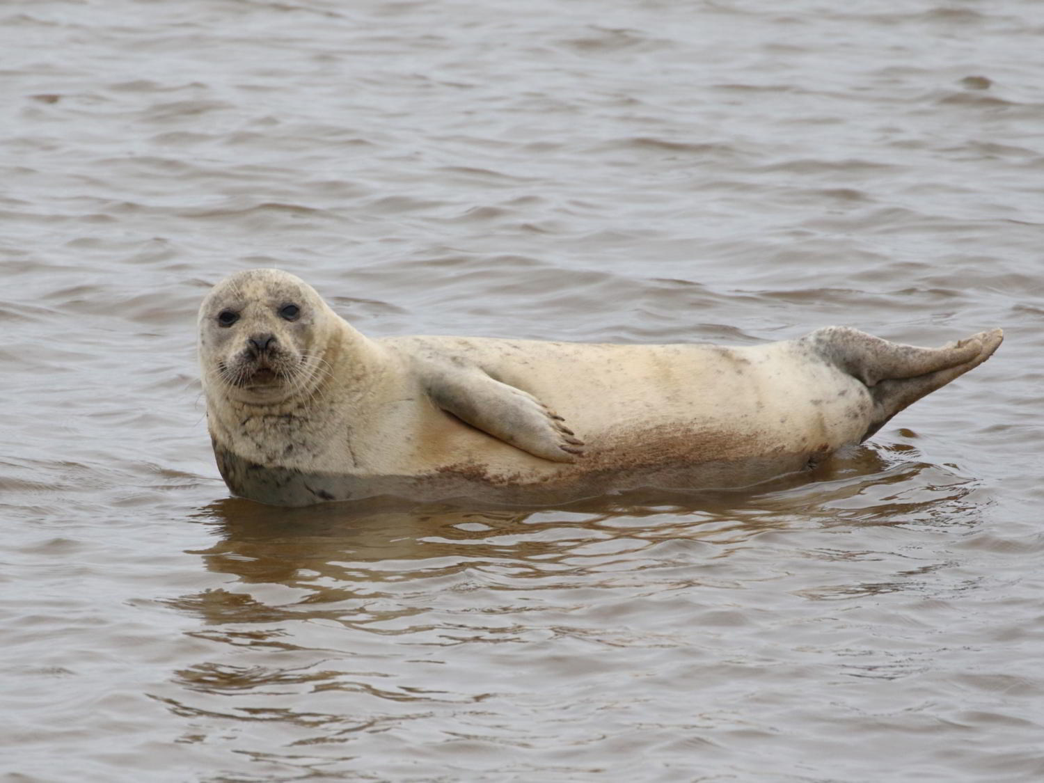 Harbour Seal partially hauled out of the water in Devon