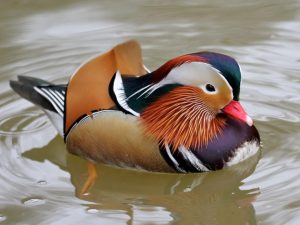 Mandarin Duck paddling on the water in Devon