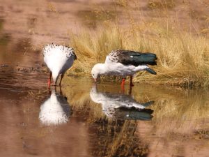 two Andean Geese drinking at a pool in Chile