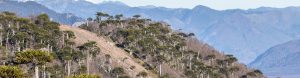 Araucaria forest on a mountainside, Chile