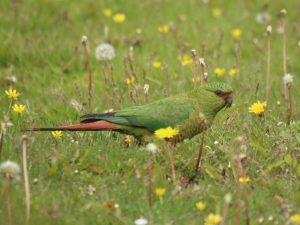 Austral-Parakeet-Chile