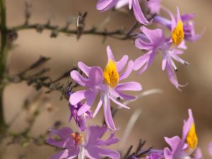 Schizanthus-hookeri-Chile