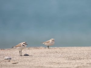 two Kentish Plovers standing on a sandy beach, Almeria