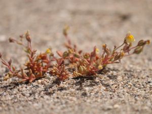 Linaria penuculata flowering on bare ground, Almeria