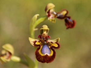 Ophrys-speculum-Almeria