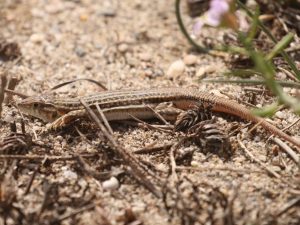 Spiny-footed-Lizard-Almeria