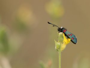 Zygaena lavandulae sitting on a yellow flower, Almeria