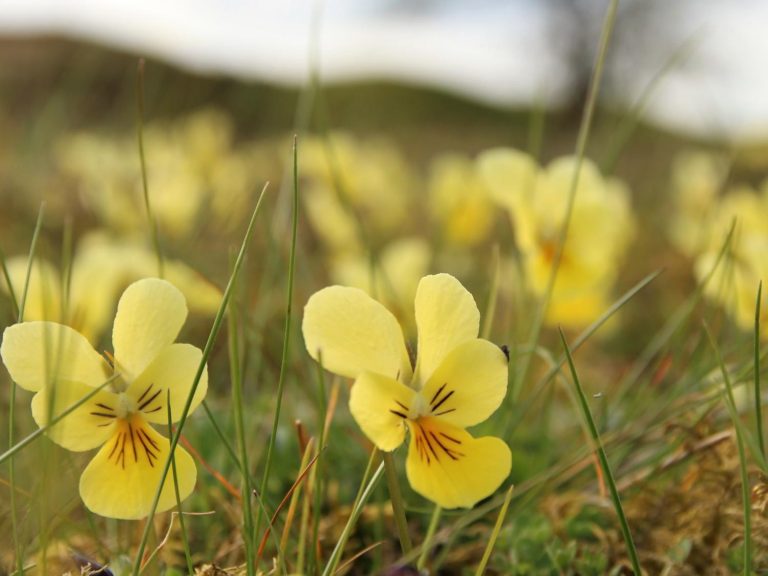 yellow flowers of Mountain Pansy, Derbyshire