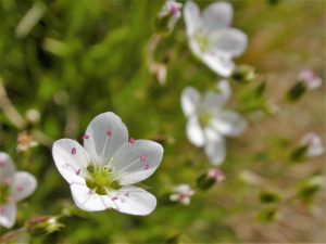 Spring-Sandwort-Sabulina-verna