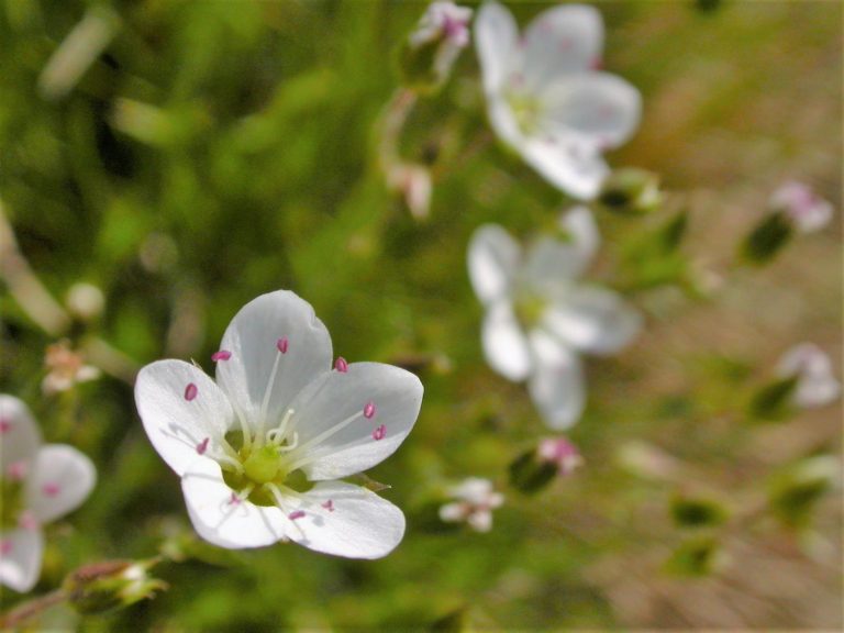 white flowers of Spring Sandwort, Derbyshire