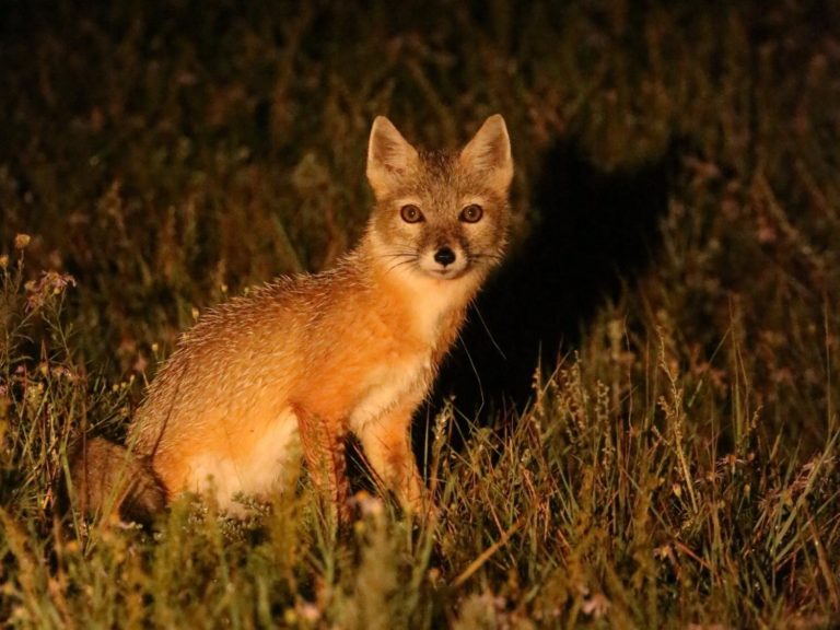 Corsac Fox sitting in torchlight, Mongolia