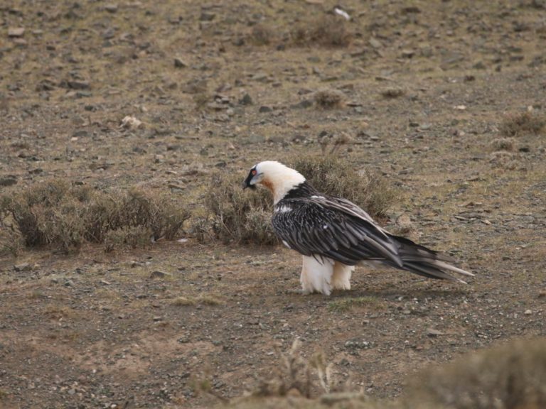 Lammergeier perched on open ground, Mongolia