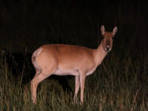 Mongolian Gazelle standing in torchlight, Mongolia