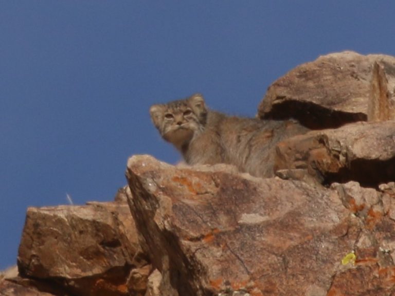 Pallas's Cat looking down from a rocky outcrop, Mongolia