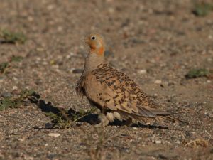 Pallas's Sandgrouse standing on bare ground, Mongolia
